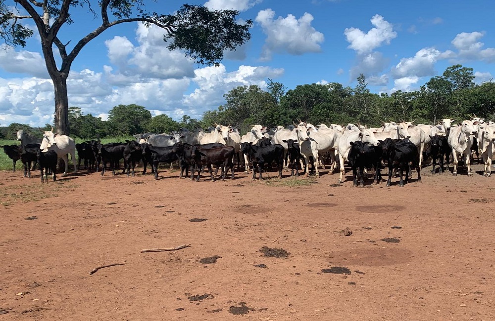 Progênie do Prado